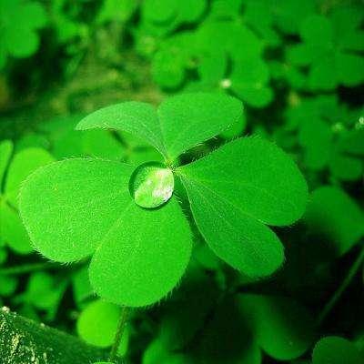 吃瓜四叶草娱乐,揭秘娱乐圈幕后故事